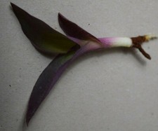 Tradescantia pallida - Purple Heart, Perennial House Plant, One Rooted Cutting  