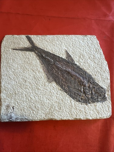Fossil knightia fish - fish, 48