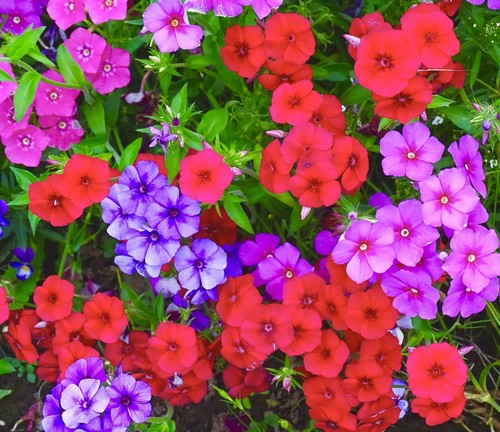 420x phlox drumondii dwarf - 420x,