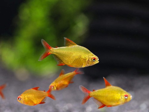 Muzel red cherry tetra - red,