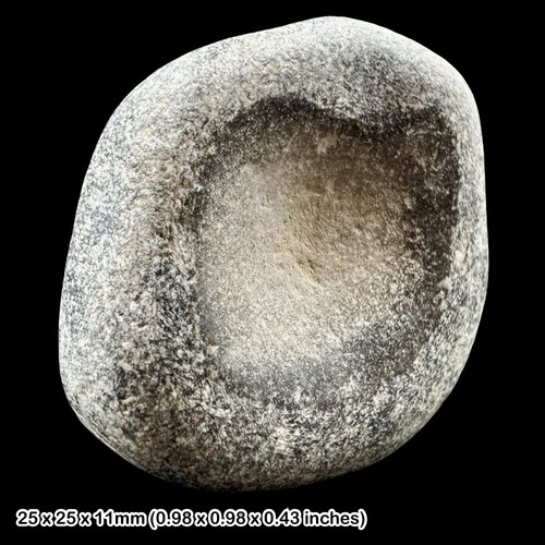 Ichthyosaur fossil reptile - fossil,
