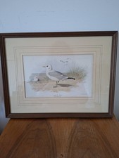 Vintage Print 'Common Gull' -
