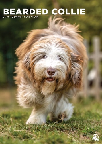 Bearded collie dog 2027 - bearded,