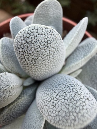 Crassula tecta rare succulent - crassula,