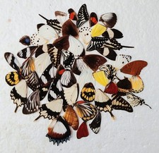  Real Butterfly Wings Ideal