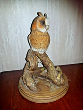 Teviotdale Owl on Tree Branch