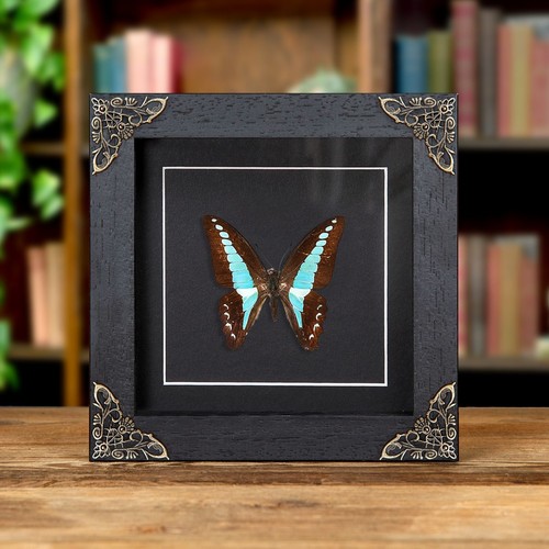Blue triangle butterfly - triangle,