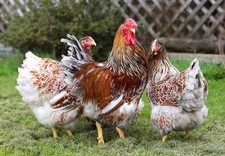 10++ NPIP Blue Laced Red