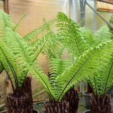 Dicksonia antarctica new - dicksonia, |