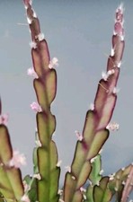 3 lepismium cruciforme Pink