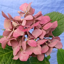 HYDRANGEA Macrophylla Pink.50-60cm Tall Plant In 5 Litre Pot. UK Hardy Perennial