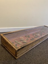 Antique Victorian Case of Beetle Specimen Entomology museum display cabinet 