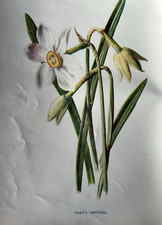 Antique Print Poet's Daffodil