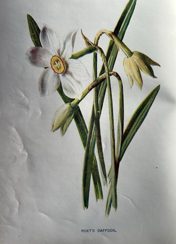 Antique print poet - print, daffodil