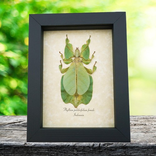Phyllium pulchrifolium female - phyllium,