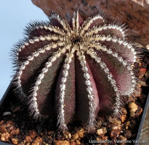 Uebelmannia pectinifera 10 - uebelmannia,