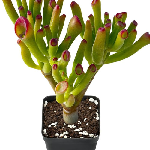 Crassula coral succulent - crassula,