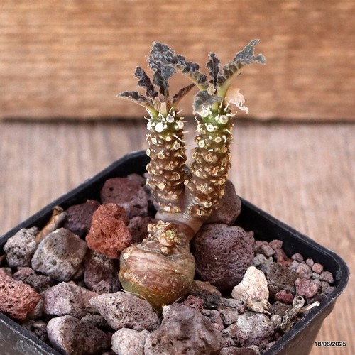 D4666 dorstenia gigas - dorstenia,