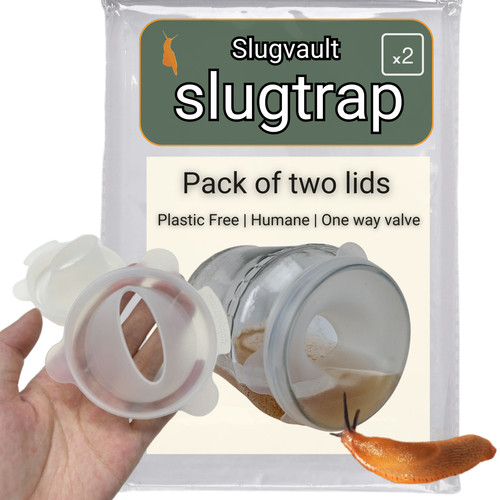 Slug traps for garden beer - traps,