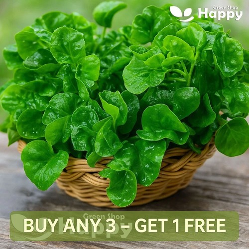 Herb watercress 2000 seeds - -,