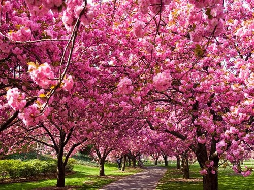 Prunus kanzan beautiful pink - prunus, kanzan,
