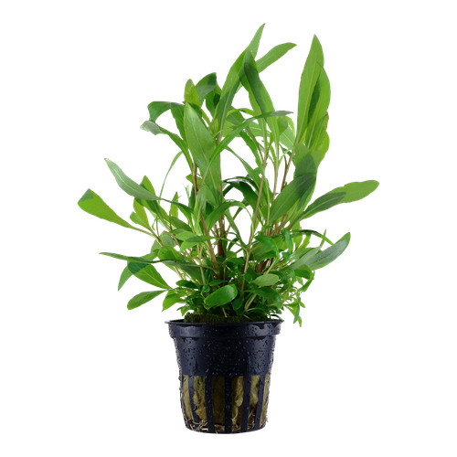 Hygrophila siamensis tropica - siamensis,