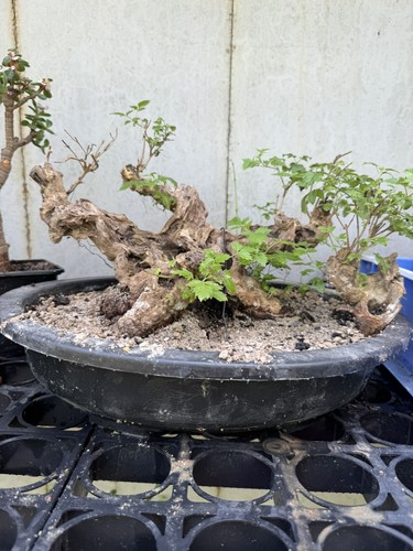 Vitex negundo living bonsai - vitex,