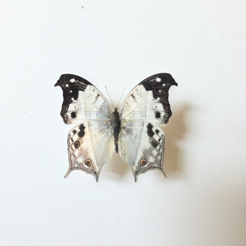 Protogoniomorpha duprei mother - duprei,