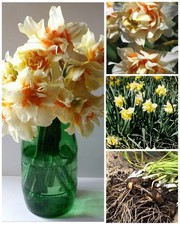 10 Blooming Size Heirloom