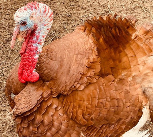 Turkey eggs for eating - eggs,