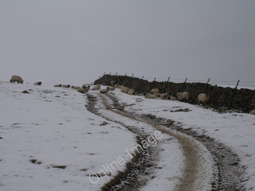 Photo 12x8 sheep taking - photo,
