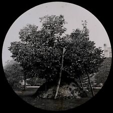 EARLY Magic Lantern Slide GELERTS GRAVE BEDDGELERT C1872 VICTORIAN PHOTO WALES