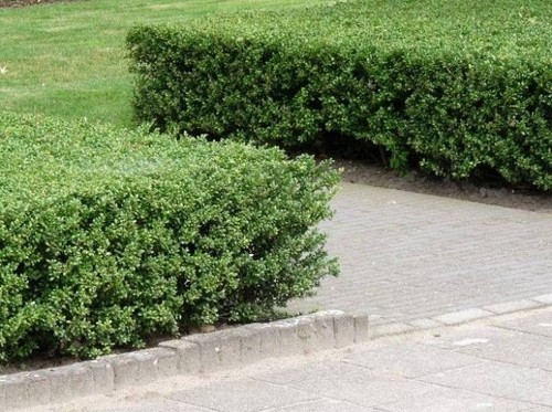 Ilex crenata luxus hedge - 24,