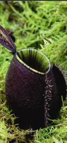 Nepenthes ampullaria black - ampullaria,