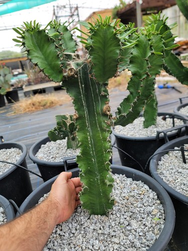 Euphorbia ingens specimen - euphorbia,