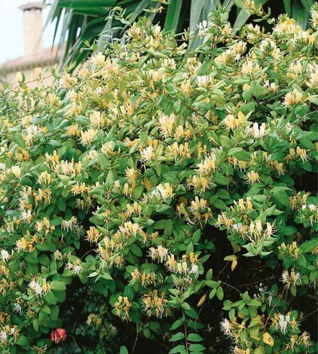 Climbing lonicera halliana - 1,