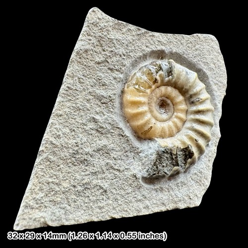 Promicroceras calcite ammonite - promicroceras,