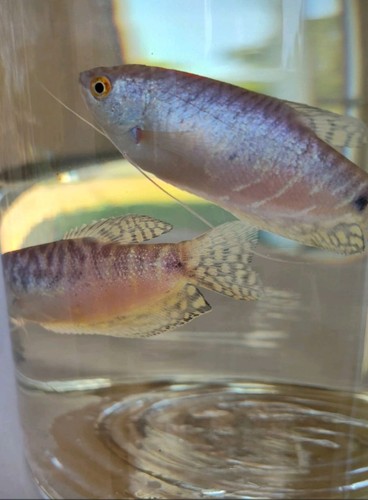 Platinum gouramis duo - platinum, duo.