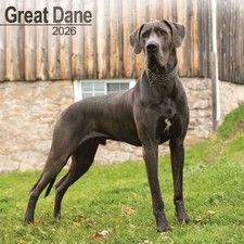 Great Dane Calendar 2026 - Dogs - Month To View