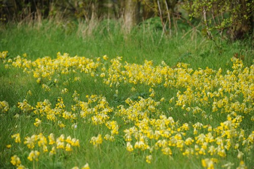 Cowslip primula veris - cowslip, -0.5