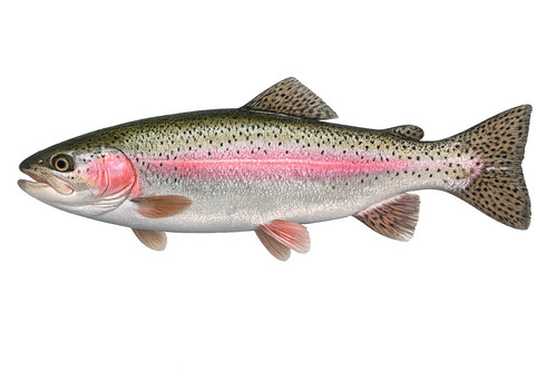 Rainbow trout fish self - trout,