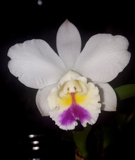 Miniature Cattleya Blc. Chief