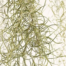Spanish Moss Tillandsia  |
