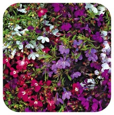 Lobelia Bush Upright 'String