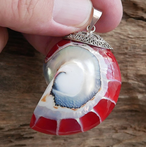 Large red nautilus shell - red,