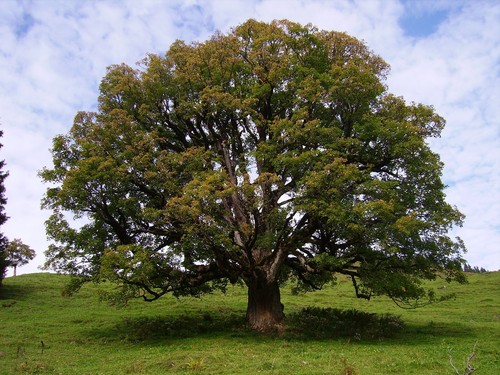 Acer pseudoplatanus - , /
