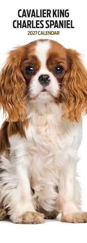Cavalier king charles - cavalier,