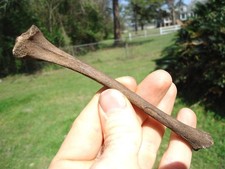 Bargain raccoon tibia leg - bargain,