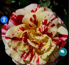 George Burns Floribunda Rose
