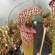 Sarracenia Triffid Hybrid 1 carnivorous pitcher plant